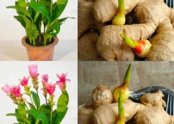 فوائد شرب الزنجبيل للتنحيف وتحسين الصحة العامة