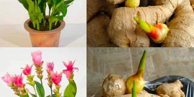 فوائد شرب الزنجبيل للتنحيف وتحسين الصحة العامة