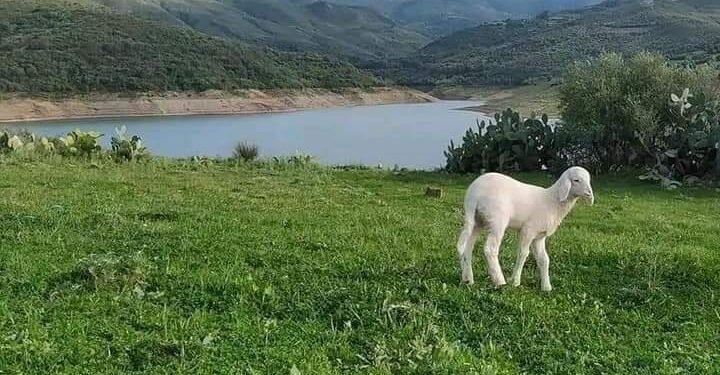 استكشف جمال منطقة يابوس السياحية في الجزائر