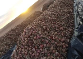 الجزائر: إحدى أكبر الدول المنتجة للبصل في العالم