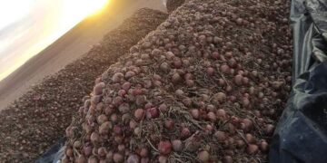 الجزائر: إحدى أكبر الدول المنتجة للبصل في العالم