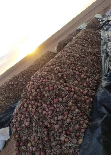 الجزائر: إحدى أكبر الدول المنتجة للبصل في العالم