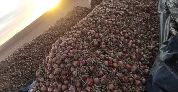 الجزائر: إحدى أكبر الدول المنتجة للبصل في العالم